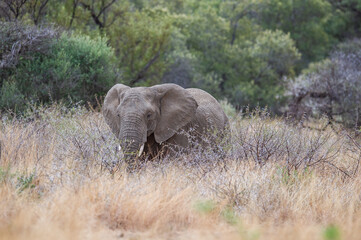 Fototapeta premium Elephant walking through the african bush