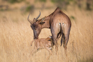 Hartebeest mom with a suckling calf