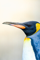 キングペンギン
