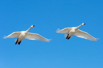 【資料：渡り鳥】力強く飛ぶ白鳥
