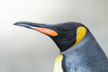 キングペンギン