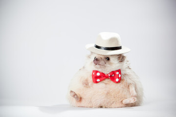 Little hedgehog on a white screen