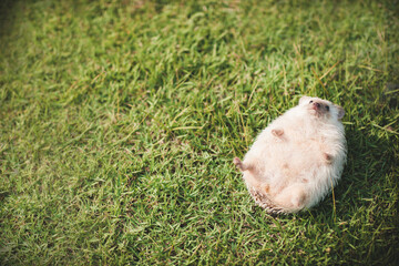 Fototapeta premium Little hedgehog on the lawn