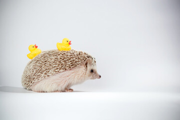 Little hedgehog on a white screen