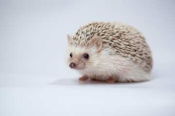 Little hedgehog on a white screen