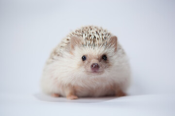 Little hedgehog on a white screen