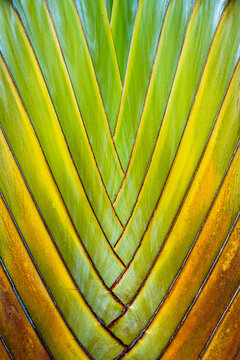 Close up detail of Palm Fan or Ravenala madagascariensis