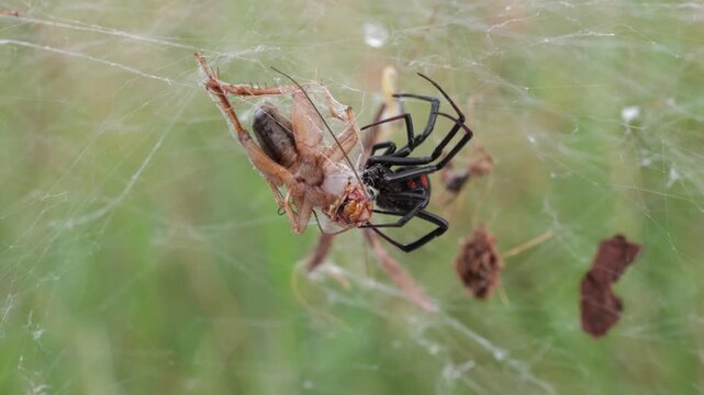 Eine schwarze Witwe bei&szlig;t ihre Beute und transportiert die Beute im Netz, Latrodectus menavodi