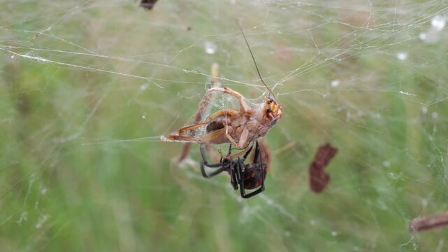Eine schwarze witwe f&auml;ngt eine grille und spinnt ihre Beute ein, latrodectus menavodi
