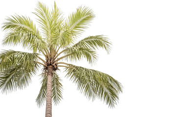 Palm tree with green leaves against white background