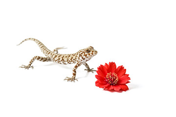 Naklejka premium Gecko and Red Flower