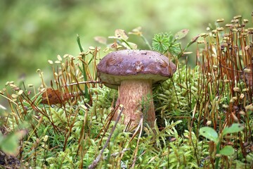 Boletus pinophilus mushroom growing amidst the moss