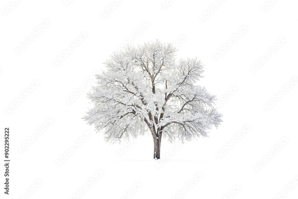 Poster Snow Covered Tree Isolated On White Background