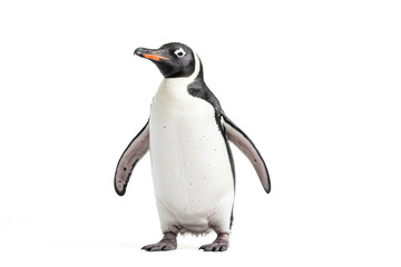 Fototapeta premium Penguin standing on white background
