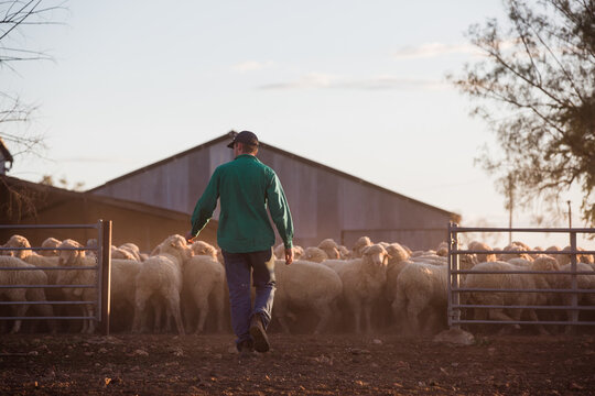 Farmer rounding up sheep into yard