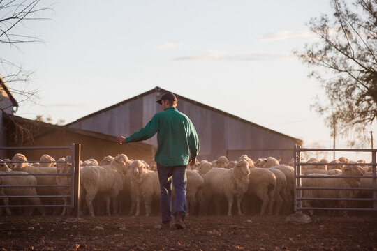 Farmer taking care of a flock of sheep