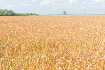 Ears of ripe wheat in the field