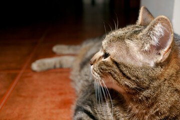 close-up of a common cat seen in profile with copy space