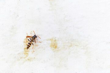 close-up of a wasp perched on a white wall with copy space