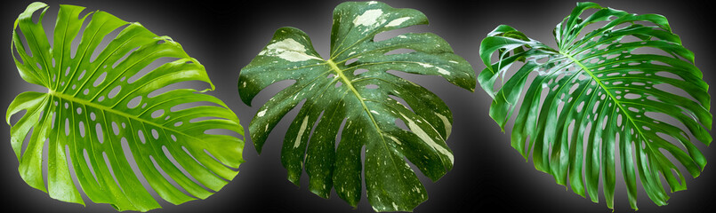 Feuilles géantes de philodendron  © Unclesam