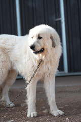 Pyrenean Mastiff on a farm in summer after shearing