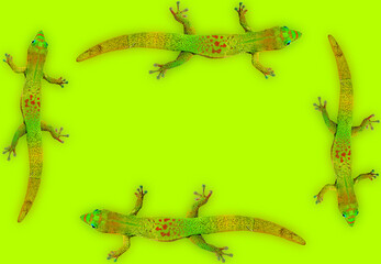 Cadre de geckos verts