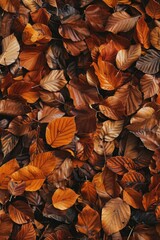 Fototapeta premium Laying Leaves on Ground