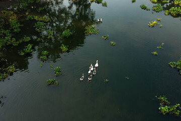  mallard duck glides smoothly on serene water, with its reflection rippling gently below.  A flock of ducks flock is swimming in a lake a eating. 