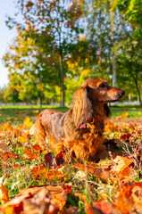 Bright portrait of red dachshund looking aside, beautiful longhaired dog standing in autumn park in golden leaves at sunny day vertical photo. Small sausage dog in green grass meadow