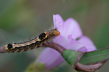a caterpillar resting on a branch of a beautiful purple flower 