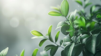 Obraz premium Close-up of lush green leaves bathed in soft sunlight, creating a natural and vibrant background.