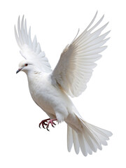Obraz premium White Dove Soaring In Flight Against White Background