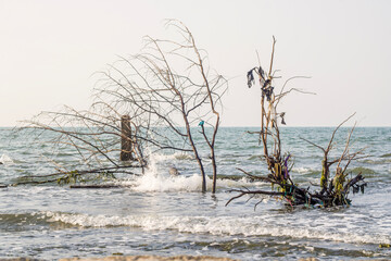 Beachside with views of plastic waste hanging from dry trees