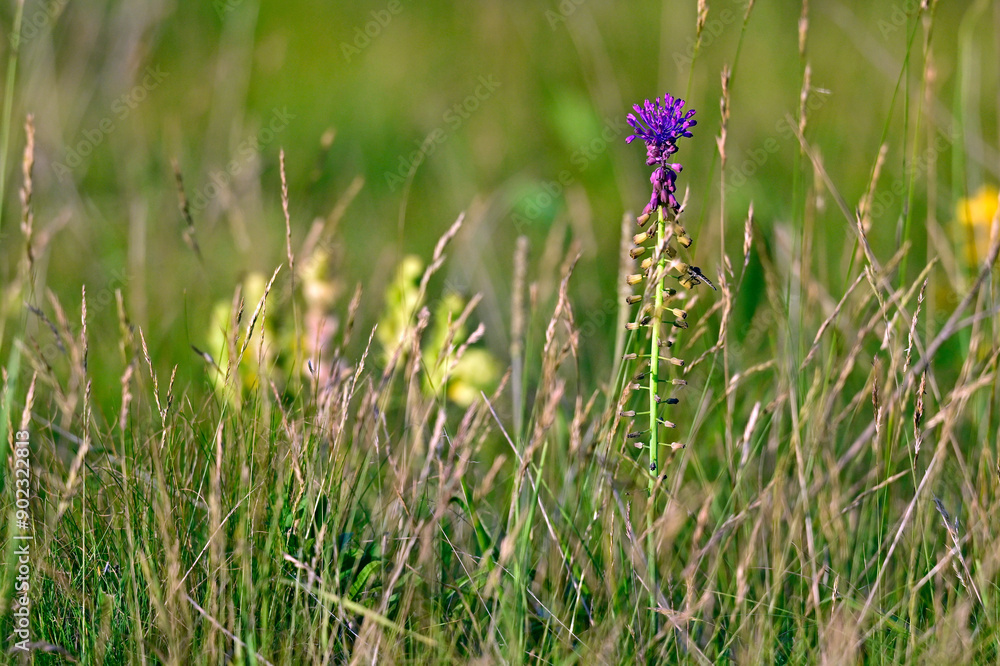 Poster Schopfige Traubenhyazinthe // Tassel hyacinth (Leopoldia comosa / Muscari comosum)  - Bosnien-Herzegowina