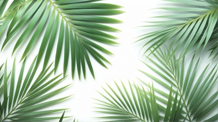 Fototapeta premium Flat lay green palm leaves white background are Palm leaf textur