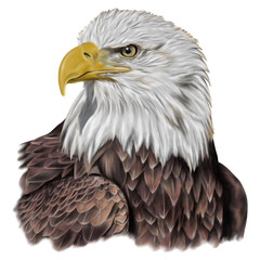 Hand drawing of Bald eagle head isolated on transparent background