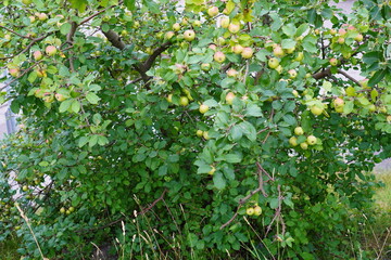 Many green apples with red side hanging on the trees. Summer daytime. Lasnamae, Tallinn, Estonia, Europe. July 2024