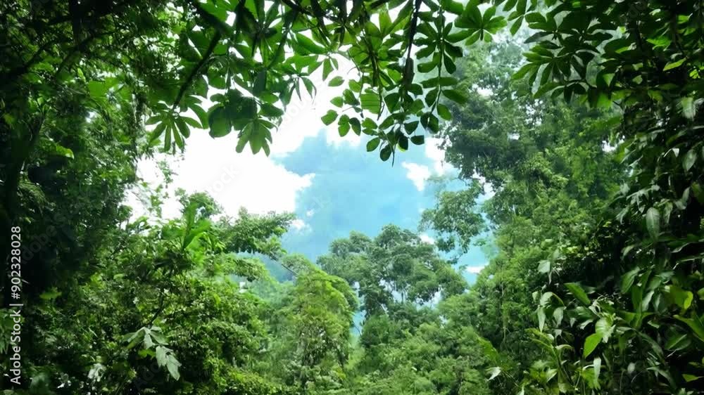 Aufkleber a dense, green forest with sunlight filtering through the leaves, creating dappled patterns on the f