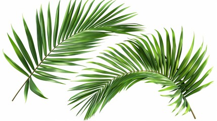 The image displays a beautiful arrangement of palm leaves isolated on a white background.