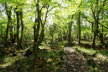 refreshing spring forest in the gleaming sunlight