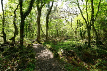 refreshing spring forest in the gleaming sunlight