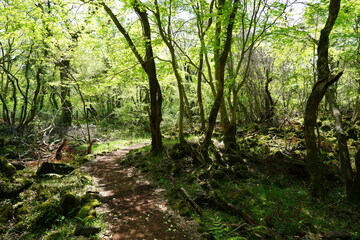 mossy rocks and old trees in spring forest