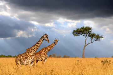 Two giraffes standing in tall grass on alone acacia tree background and storm sky