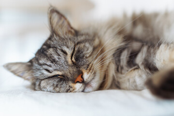 portrait sleeping fluffy gray cat