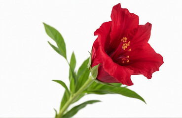 Roselle, isolated on white background.