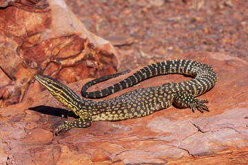 Australian Rige-tailed Monitor basking on rock