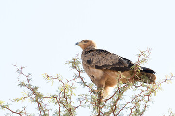 quila rapens) prched ontop of a thorn tree scanning for prey