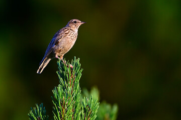 Heidelerche // Woodlark (Lullula arborea)