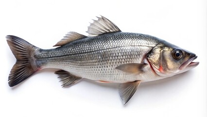 Fresh Sea Bass Fish Isolated on White Background with Clipping Path