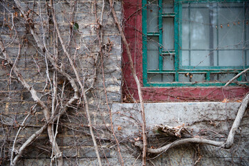 An old house covered with vines